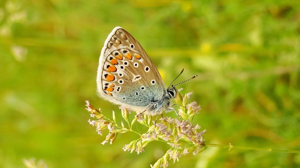 I Yttre Hedane lockar de blomsterrika markerna till sig många insekter, där fjärilar och skalbaggar utgör ett påtagligt inslag.