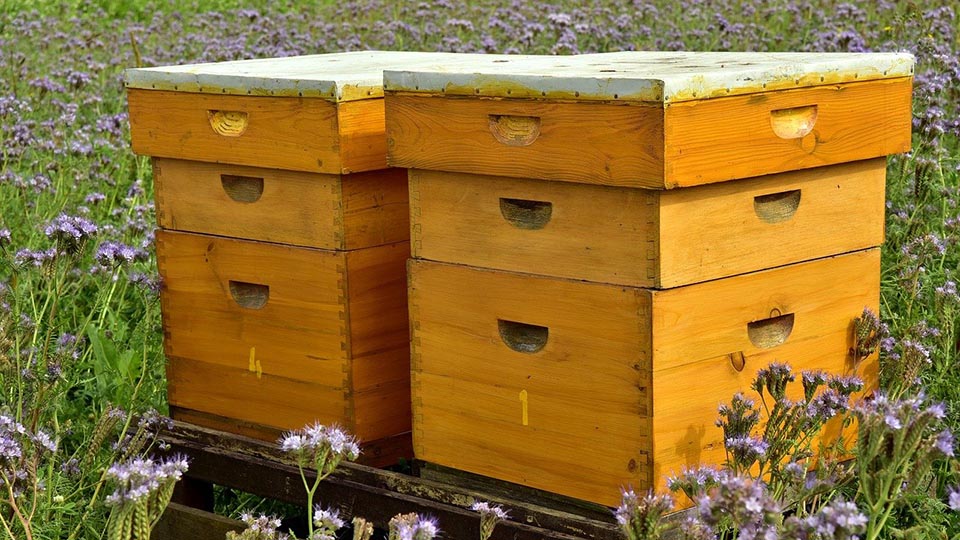 Här ses ett par bikupor utplacerade vid en äng. Lurö blev 1984 parningsstation för det nordiska biet, än idag förs det ca 200-300 bidrottningar till Lurö varje sommar.