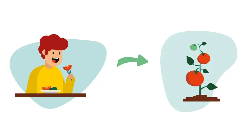 Grafisk bild som visar en person som stoppar en tomatbit i munnen sedan en pil till en tomatplanta